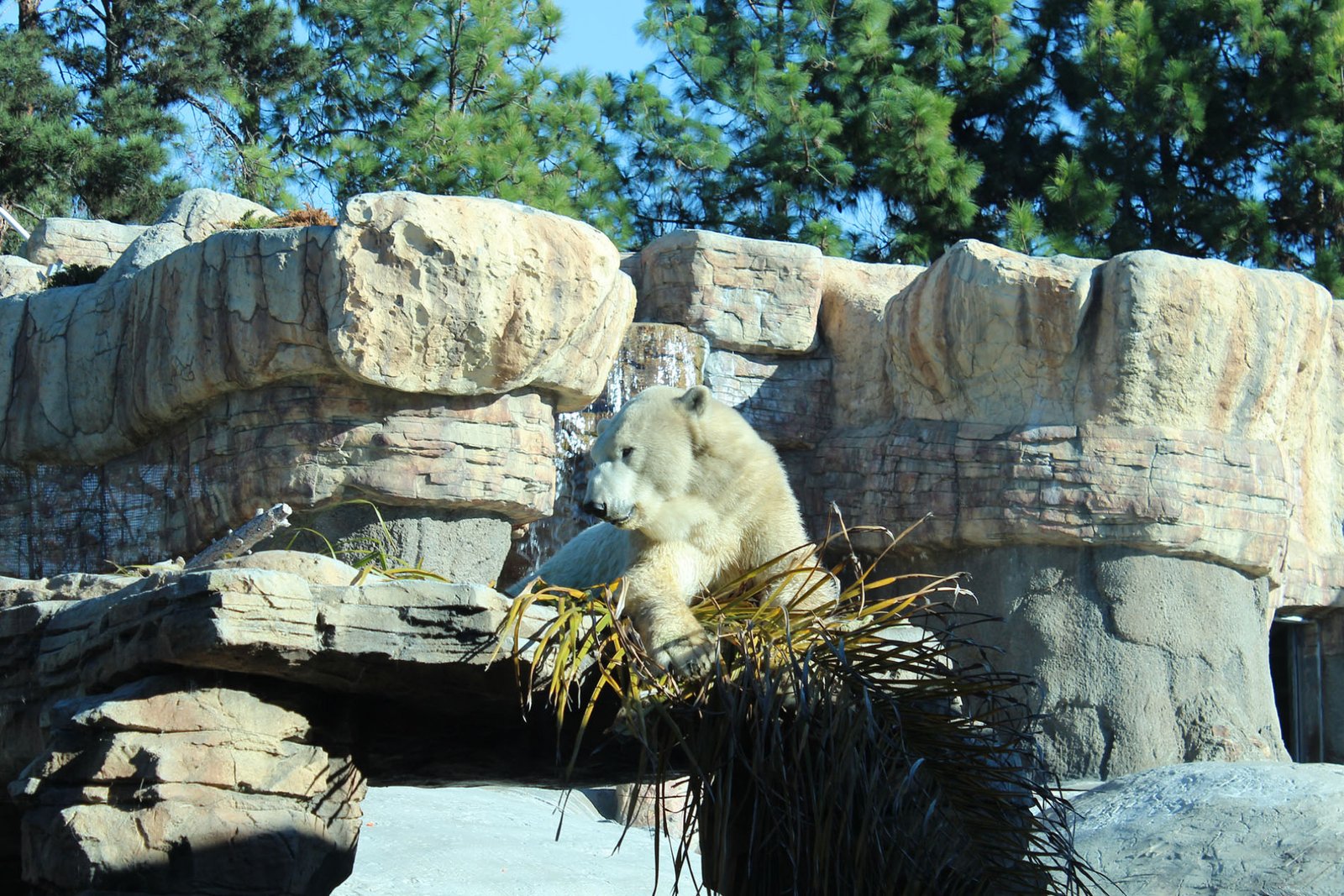 San Diego Zoo Part II 065